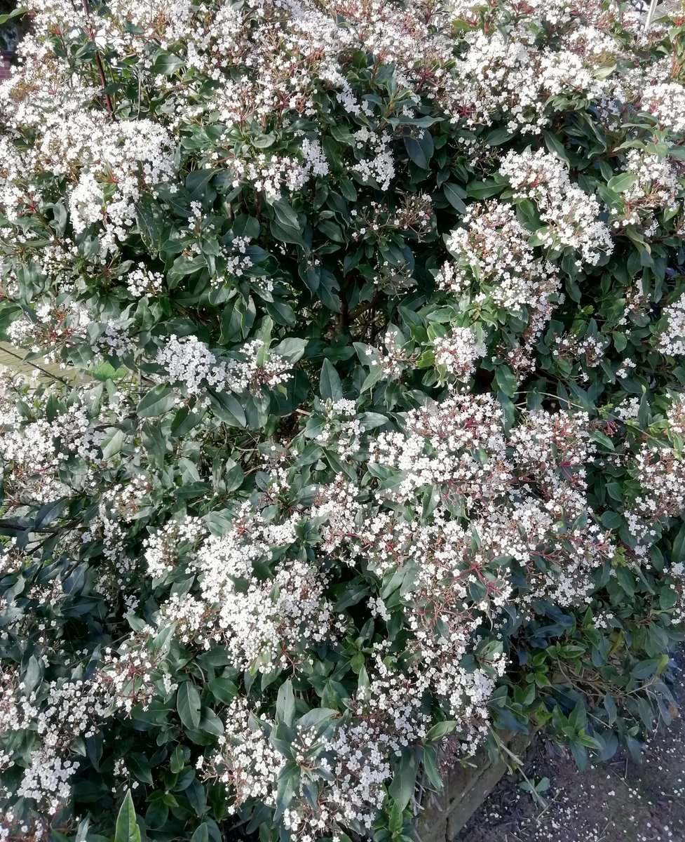 SA_Aslam_'s tweet photo. #Hawthorn #March https://t.co/n8a5cL1eIb