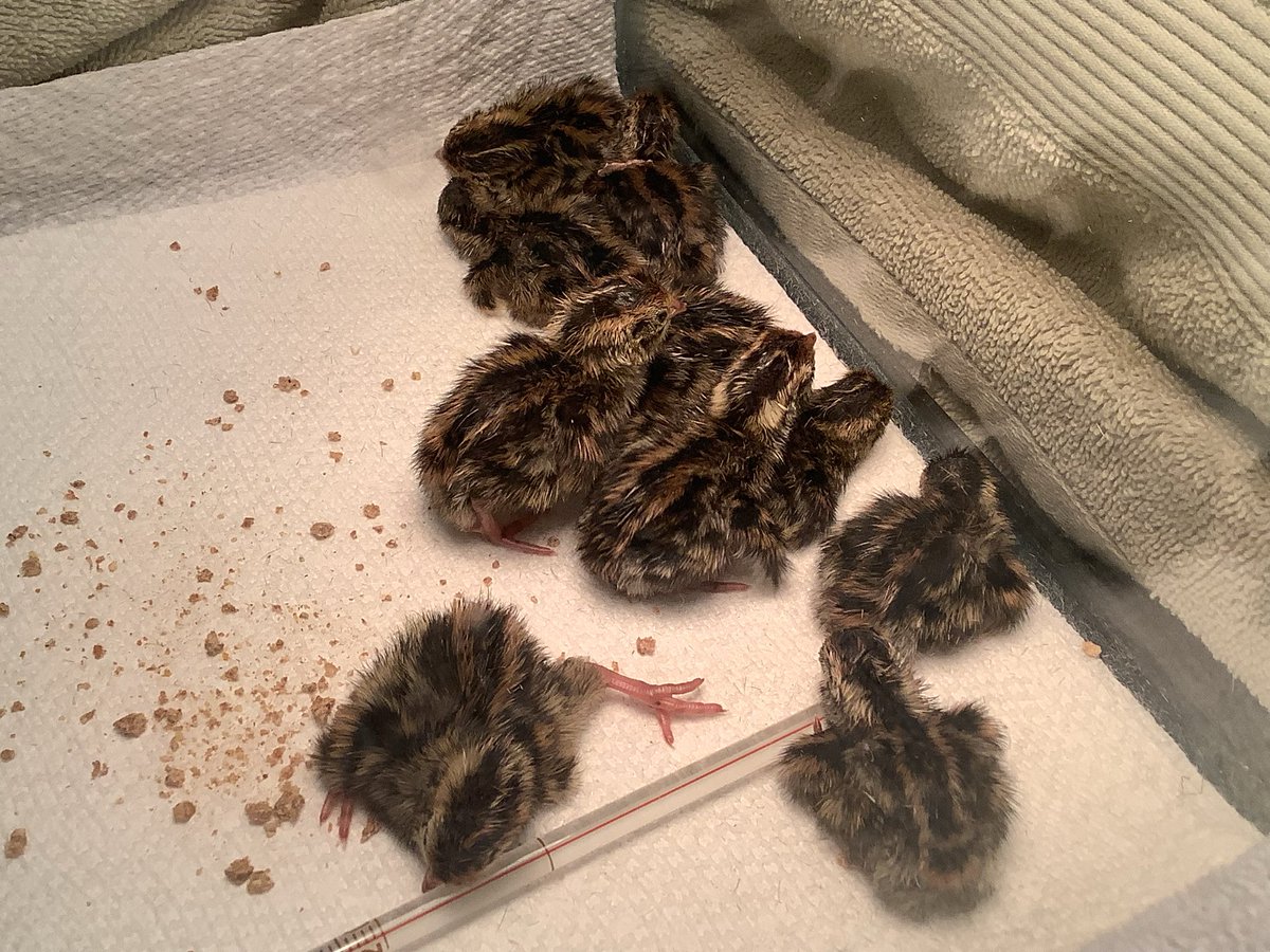 The High Post tweet media