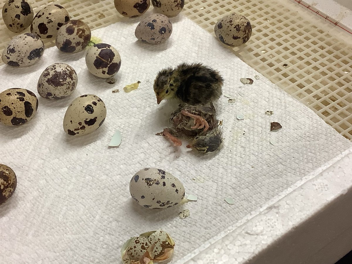 The High Post tweet media