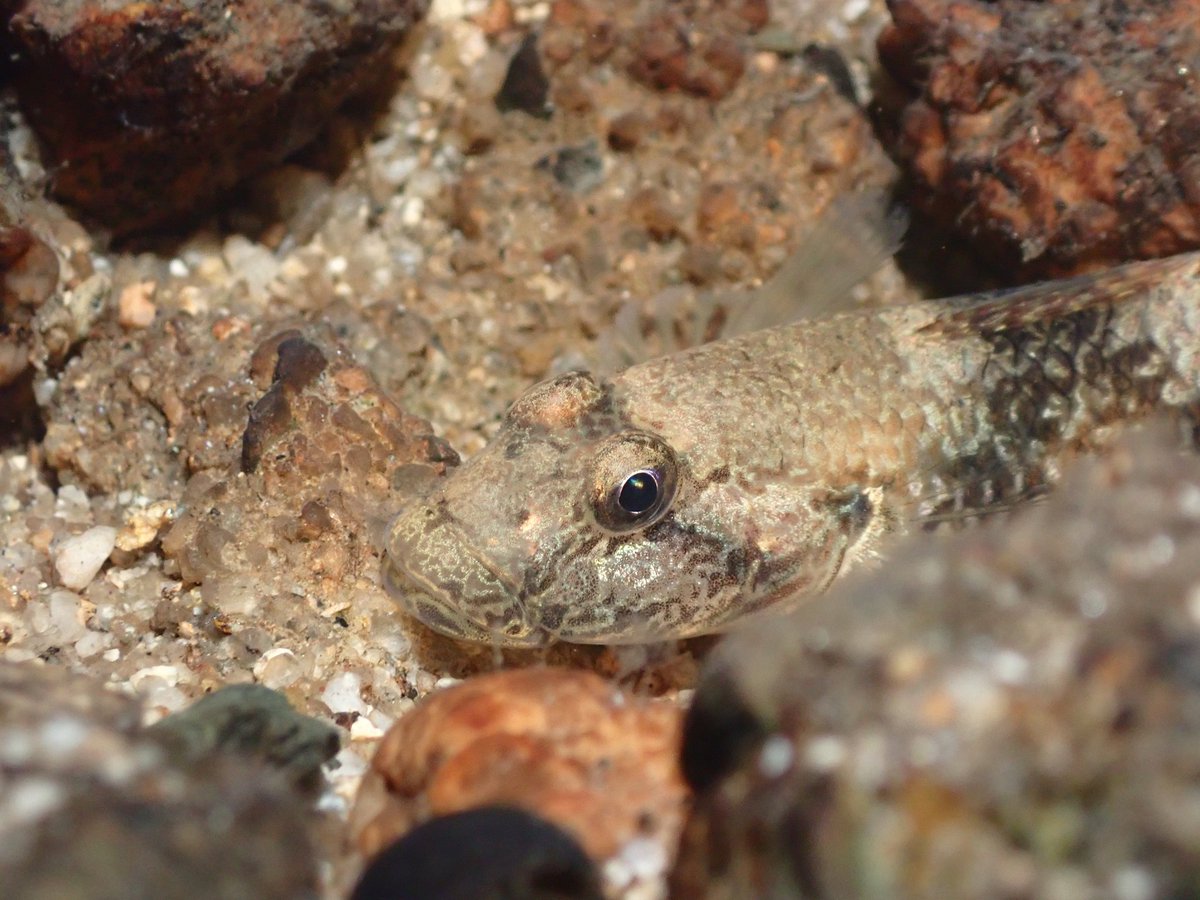 睡眠中のゴクラク。
近づいても逃げない。