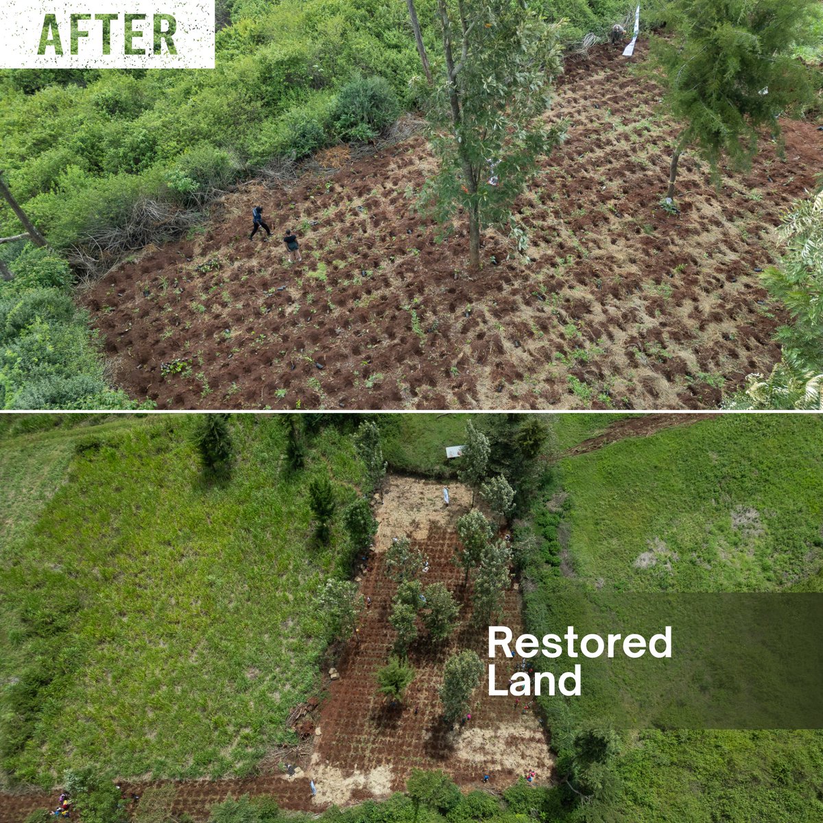 Miti Alliance tweet media