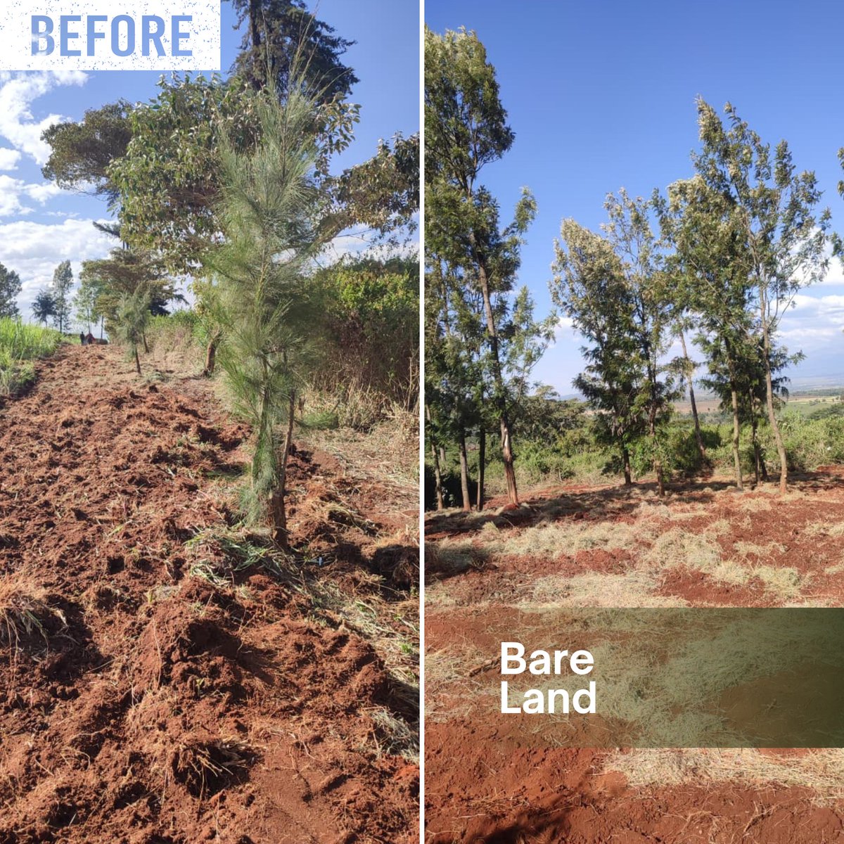 Miti Alliance tweet media