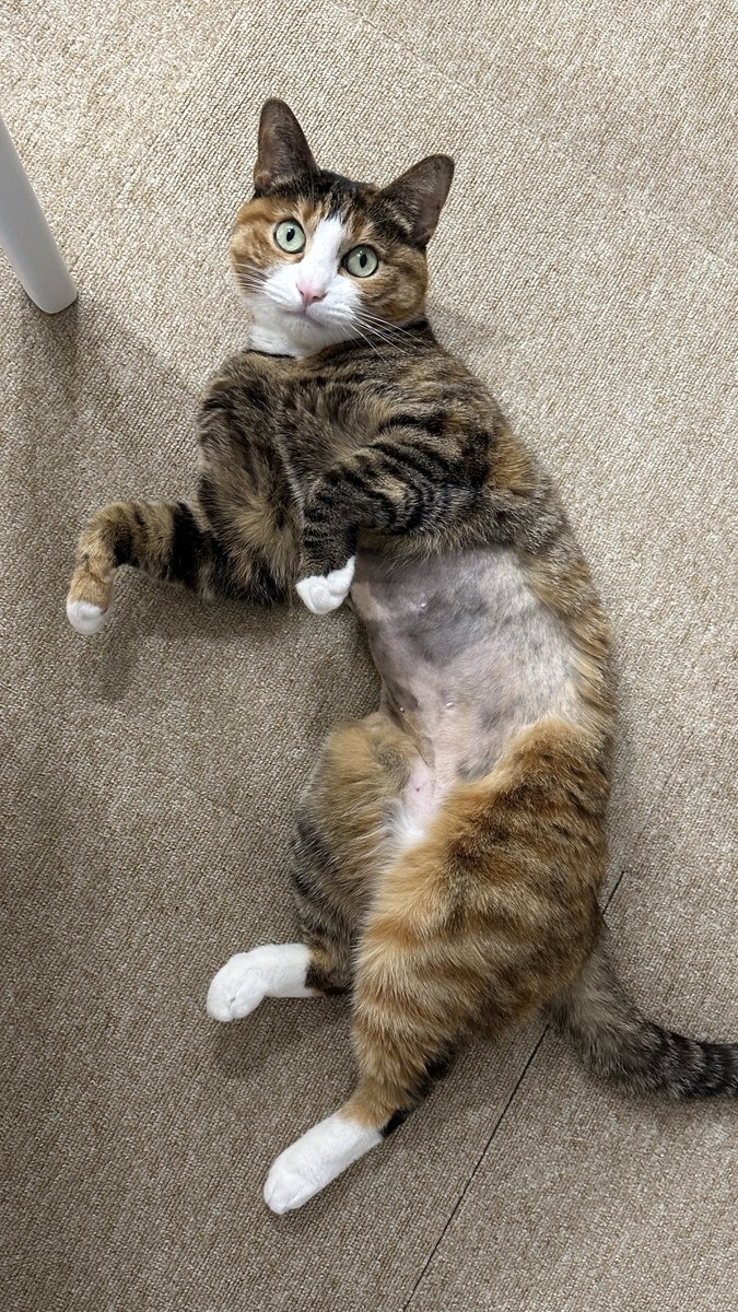 무병장수이 tweet media