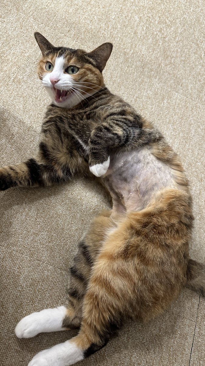 무병장수이 tweet media