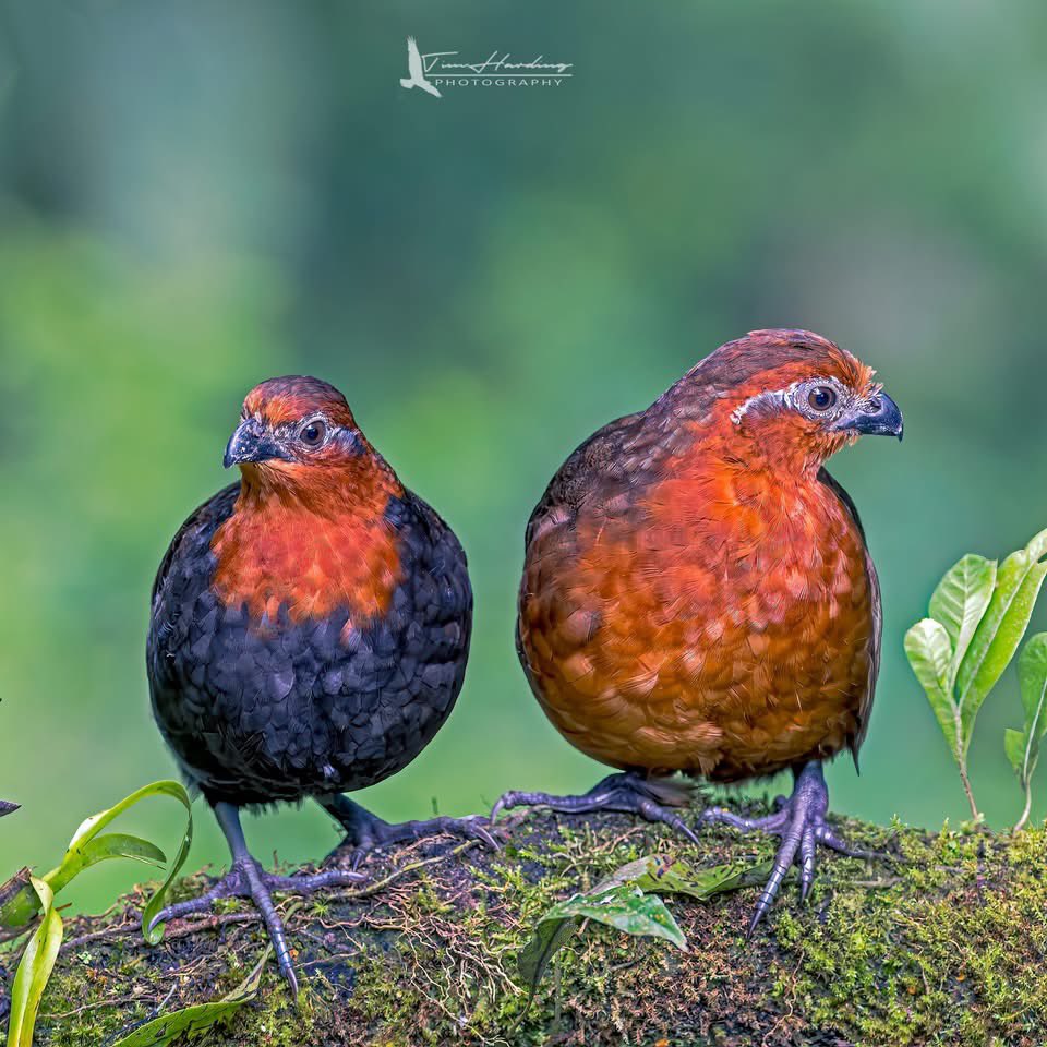 TBoneBarrie's tweet image. Chestnut Wood-quail | Colombia 

A true forest ghost of the Andes. 🇨🇴 The Chestnut Wood-quail (Odontophorus hyperythrus) is endemic to Colombia and famously difficult to photograph in the open.

#BirdTwitter #Colombia #Endemic