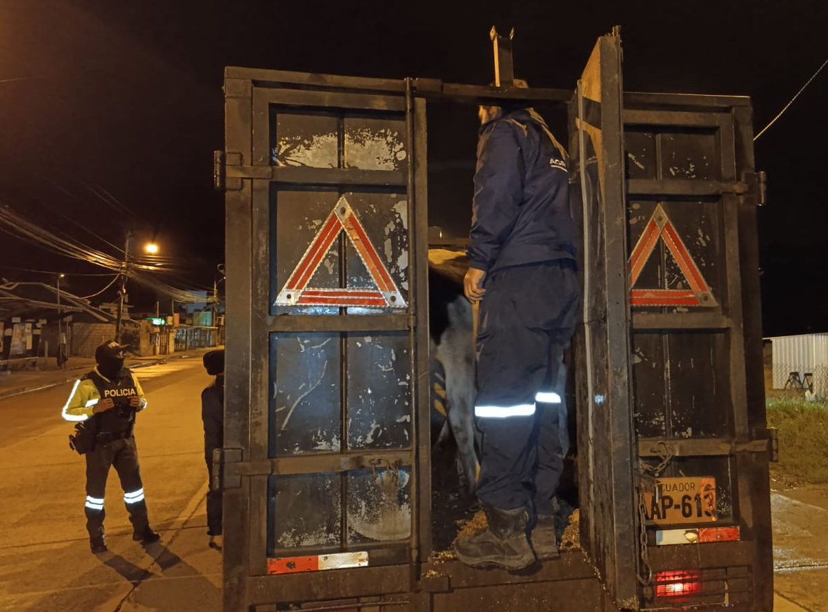 #Azuay | 🚨 Realizamos un operativo de control en Tarqui, Cuenca, para verificar certificados zoosanitarios de producción y movilización, en cumplimiento de la normativa vigente. 🐄 #PrevenciónSanitaria