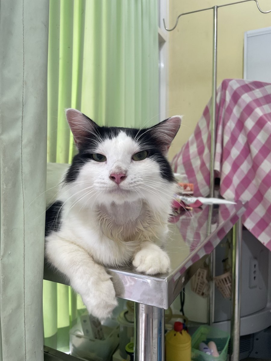 Marvelia Cantika tweet media