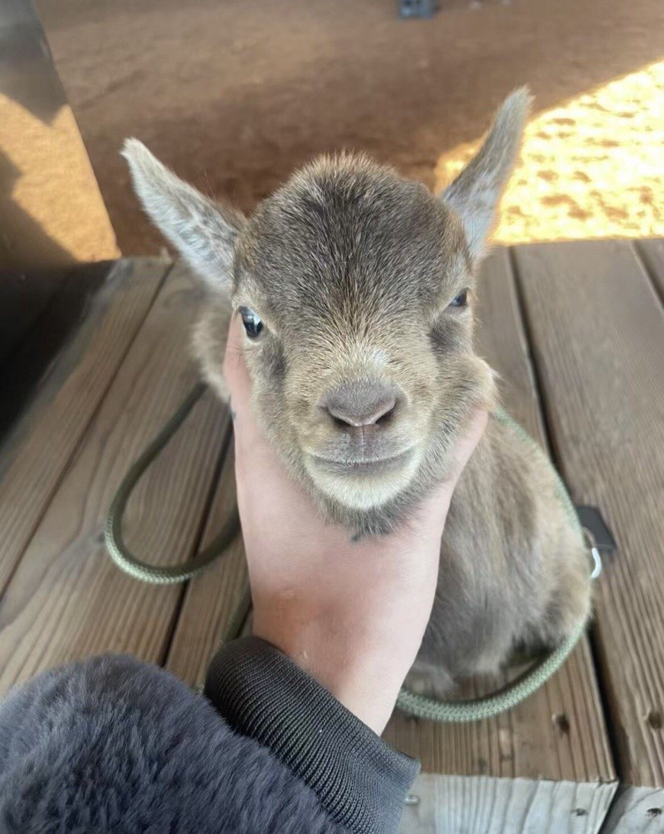 katie mas tweet media