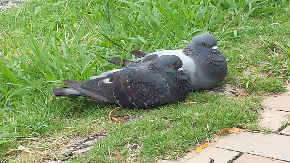 仲良し🐦🐦2019年8月