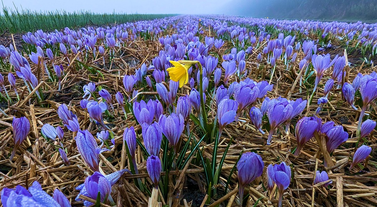 Ed v. Pelt tweet media