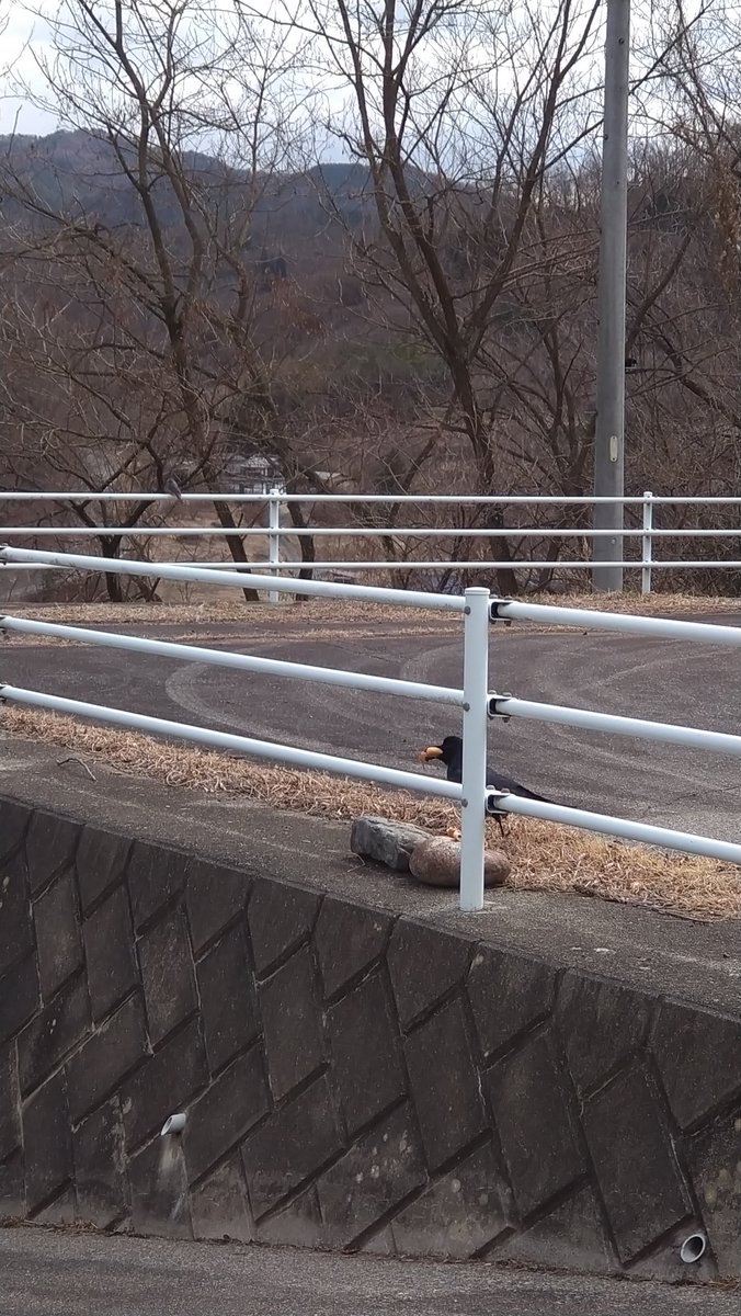 🇯🇵猫林猫仔🇯🇵🐱 tweet media