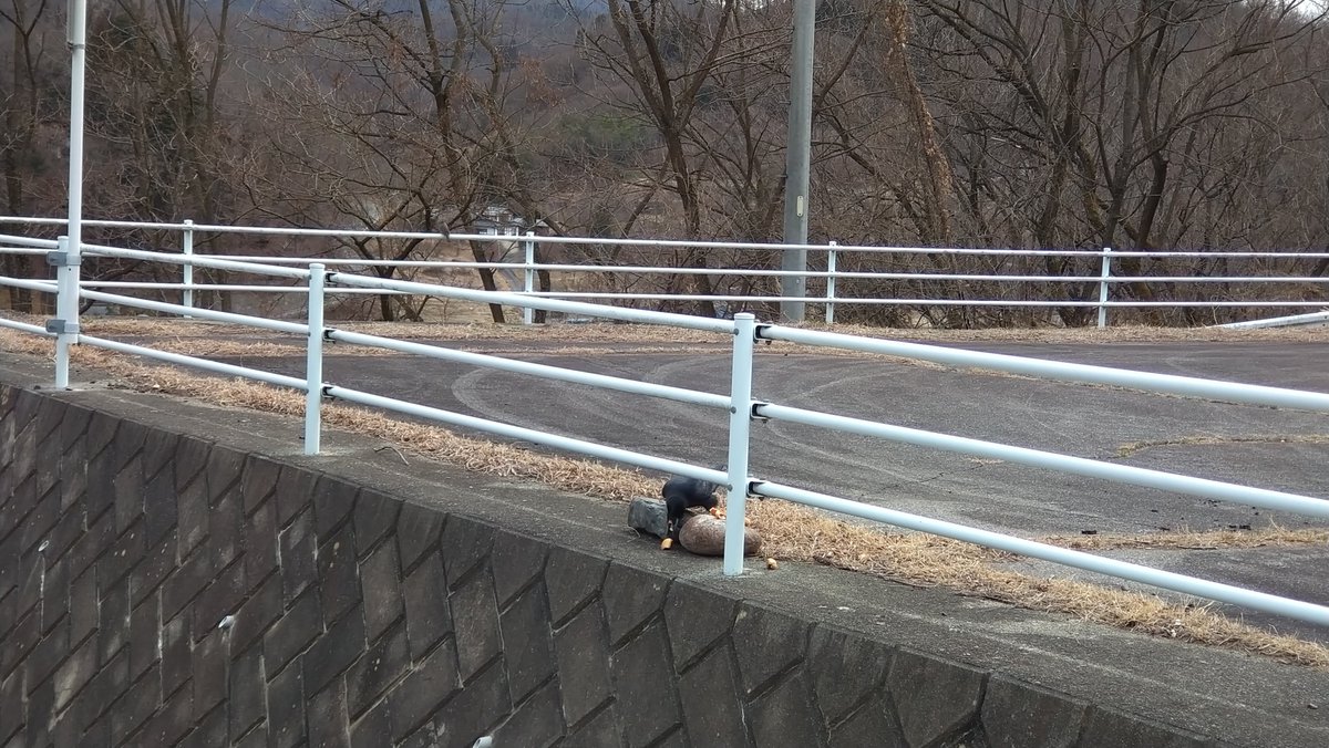 🇯🇵猫林猫仔🇯🇵🐱 tweet media