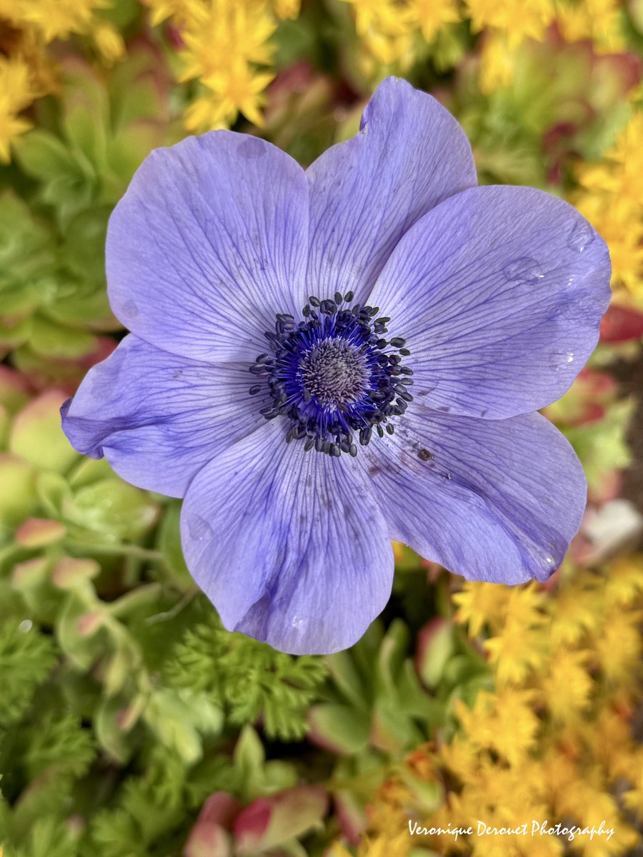 🌸 Anémone 
Veronique Derouet 03/2024
#flowers #flora #anemone #Color <a href="/ThePhotoHour/">#ThePhotoHour</a>