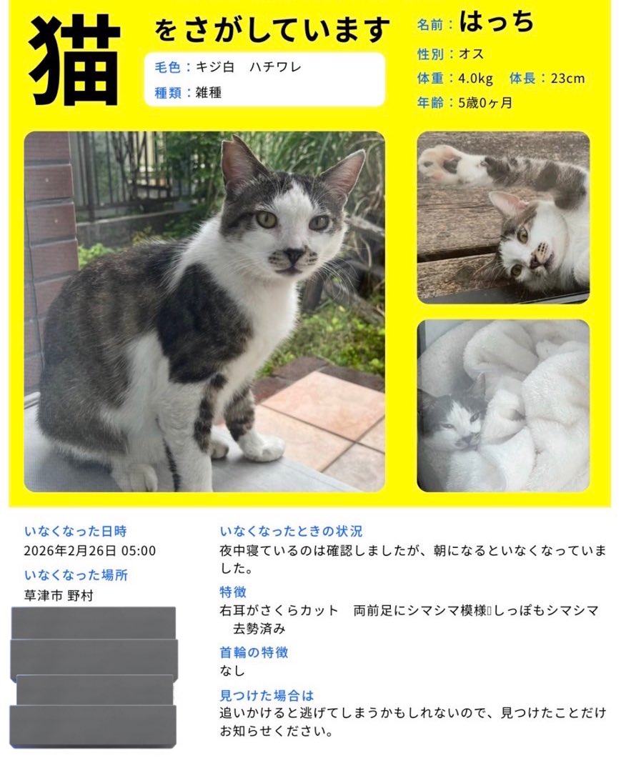 PETHELP1997's tweet photo. ⚠️【猫を探しています】⚠️ 拡散希望⚠️

日時・2月26日から迷子猫

場所・滋賀県・草津市・野村

名前・はっちくん(オス)

情報　年齢5歳・体重4キロ(キジシロ)

特徴・右耳カットあり・両足前にシマシマ模様

見かけたらご連絡お願いします🙌

#迷子猫 #猫 #ペット探偵 #猫探偵 #迷子ペット #拡散希望 #滋賀県 #草津市 #野村