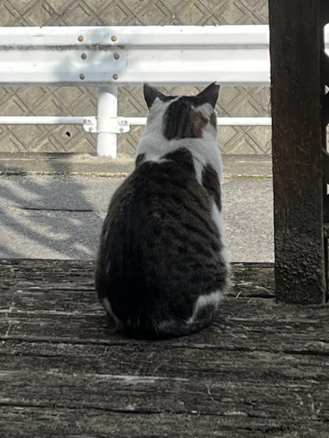 PETHELP1997's tweet photo. ⚠️【猫を探しています】⚠️ 拡散希望⚠️

日時・2月26日から迷子猫

場所・滋賀県・草津市・野村

名前・はっちくん(オス)

情報　年齢5歳・体重4キロ(キジシロ)

特徴・右耳カットあり・両足前にシマシマ模様

見かけたらご連絡お願いします🙌

#迷子猫 #猫 #ペット探偵 #猫探偵 #迷子ペット #拡散希望 #滋賀県 #草津市 #野村