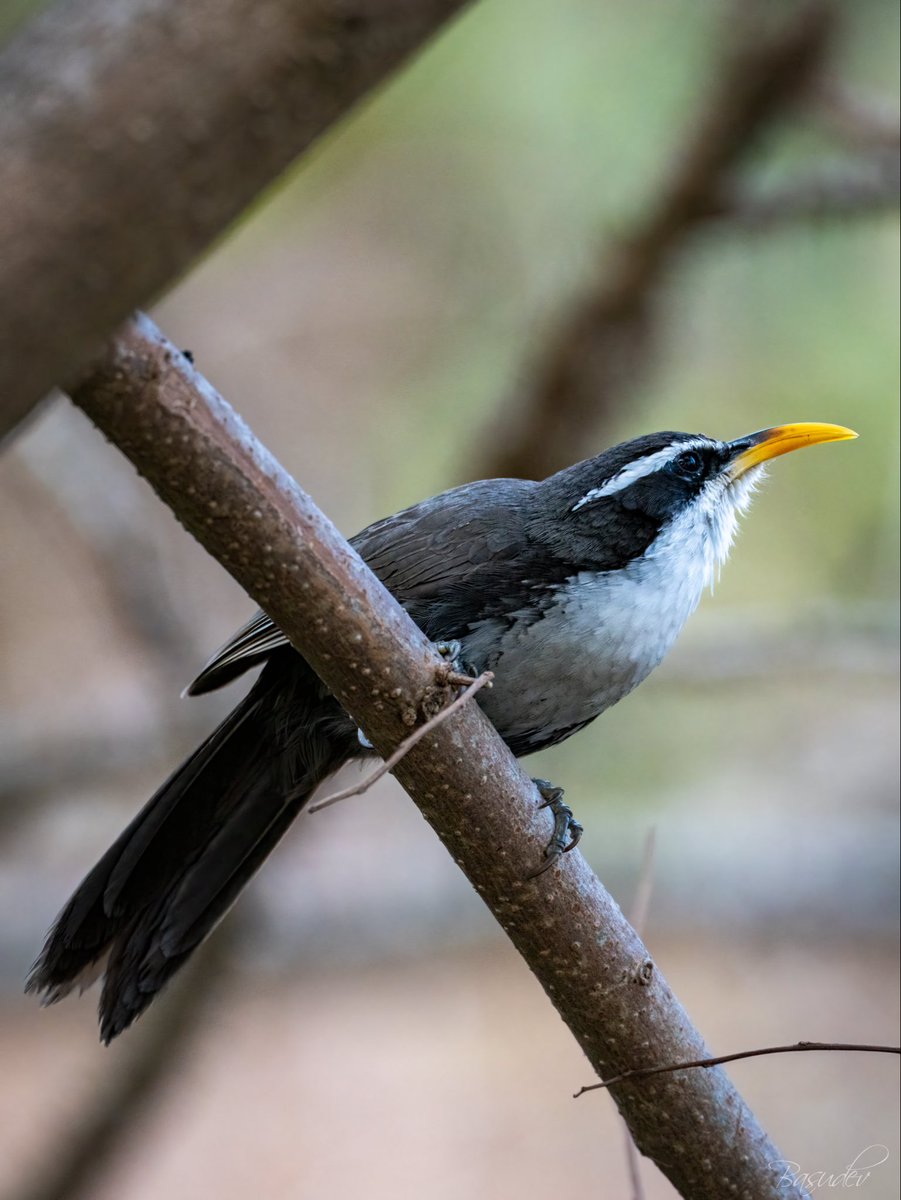 Basudev Chakraborty tweet media