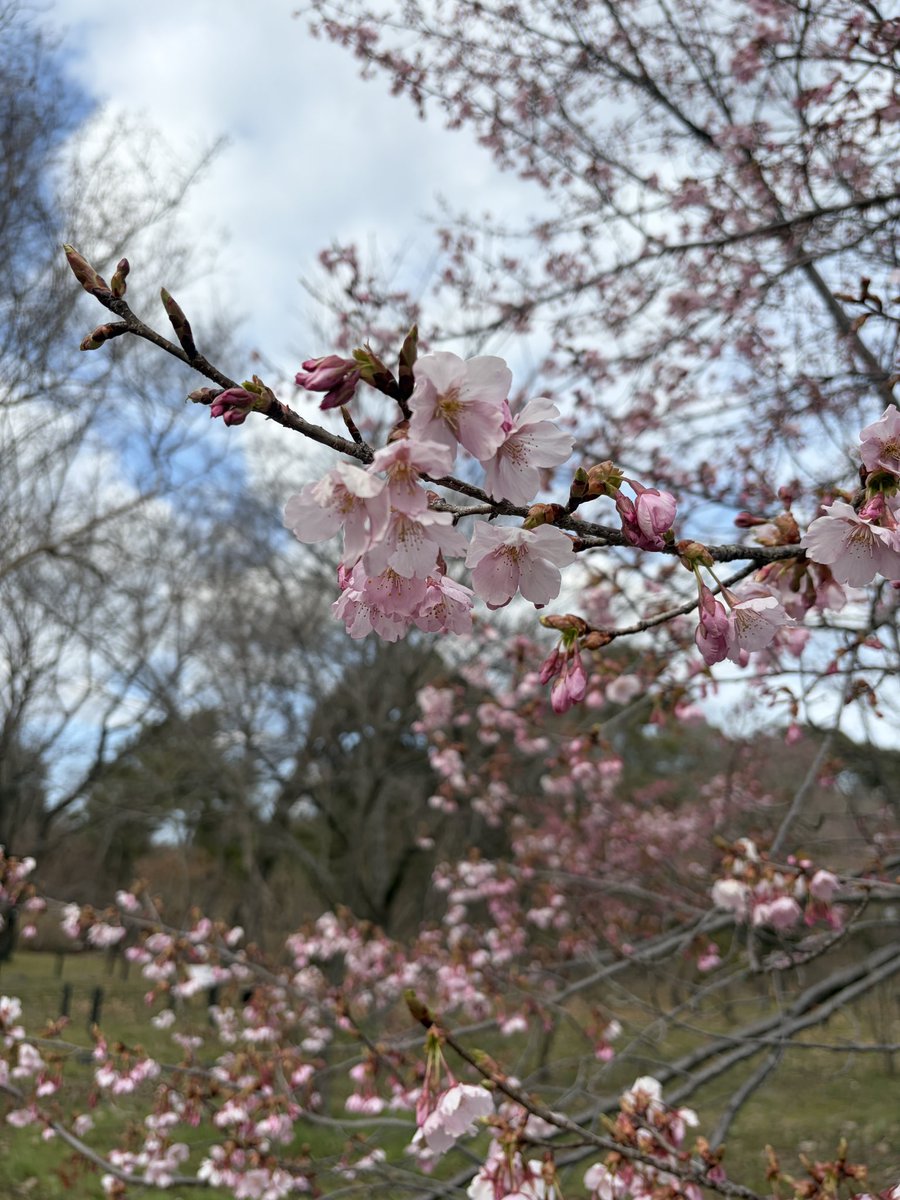 nonohanako's tweet photo. 春はそこまで🌸

とても寒い１日だったけど京都府立植物園の桜🌸咲き始めてる
そして5月に咲く薔薇🌹園のお手入れの丁寧な作業が素晴らし過ぎる🙏
枝１つ🪾１つ丁寧にピンセットの様な道具で刈り込み？されて気の遠くなる様な作業🙏
こういうお手入れあってのあんな綺麗な薔薇🌹園なんですね！
感謝💕 https://t.co/tscqWxzeF1