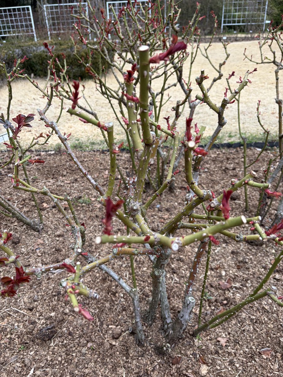 nonohanako's tweet photo. 春はそこまで🌸

とても寒い１日だったけど京都府立植物園の桜🌸咲き始めてる
そして5月に咲く薔薇🌹園のお手入れの丁寧な作業が素晴らし過ぎる🙏
枝１つ🪾１つ丁寧にピンセットの様な道具で刈り込み？されて気の遠くなる様な作業🙏
こういうお手入れあってのあんな綺麗な薔薇🌹園なんですね！
感謝💕 https://t.co/tscqWxzeF1