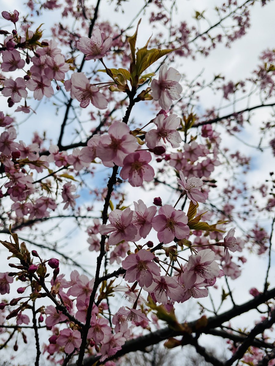nonohanako's tweet photo. 春はそこまで🌸

とても寒い１日だったけど京都府立植物園の桜🌸咲き始めてる
そして5月に咲く薔薇🌹園のお手入れの丁寧な作業が素晴らし過ぎる🙏
枝１つ🪾１つ丁寧にピンセットの様な道具で刈り込み？されて気の遠くなる様な作業🙏
こういうお手入れあってのあんな綺麗な薔薇🌹園なんですね！
感謝💕 https://t.co/tscqWxzeF1