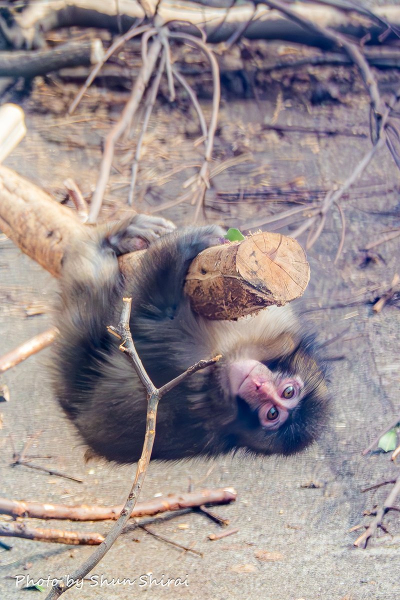 JUN1785's tweet photo. ■タイトル：カメラ目線！？がいっぱいのパンチくん（2/20撮影）
■撮影スポット：市川市動植物園
■一言：この日撮った大量の写真を一通り整理してみると、これまで紹介した写真以外にもカメラ目線！？と思えるものがどんどん出てきてビックリ！

ただ、私はずっと最前列を囲むギャラリーの後ろから、サル山を元気に動き回るパンチくんを何とか追いながら撮ってる状態で、そんな遥か遠くの私にパンチくんがカメラ目線をくれるはずないので、たくさん撮ってる中のたまたまだとは思うんですが😅

同じ日に撮った写真でも、子猿らしい無邪気な可愛さだけでなく、何か物思いにふけっているような大人びた表情を見せる瞬間もあって、ほんとパンチくんは表情豊かですね✨️
やっぱりパンチくんは天性のスターなのかも！？

だからと言って、パンチくんや先輩猿にとってギャラリーが騒がしくて気になってしまうのは当然よくないと思いますし、パンチくんを呼んだら振り向いてくれるわけではないので、やっぱり静かに見守ることが大事だと思います。
もちろん、私はいつも集中して無我夢中で撮ってるので一切声は出ません（笑）

今日BSを見ていたら、アメリカABCのニュースでもパンチくんは徐々に仲間が増えて順調に成長しているというニュースが映像付きで流れてましたね☺️

※3/4にゲスト出演したじもとの放送局【週刊いちかわLIVE】アーカイブ配信中✨️
パンチくん、江戸川花火の写真が当たる視聴者プレゼント応募は3/31まで❣
https://t.co/RyaUYmTASW

🌇 Punch-kun has a very expressive face
※Today on ABC News in the US, they showed footage of Punch-kun gradually gaining new friends and growing up nicely☺️
📍 Ichikawa City,Chiba Japan
📸 Feb 20,2026

#がんばれパンチ #市川市動植物園 #パンチくん #punch #パンチ #千葉 #市川 #japan #photo_jpn #raw_japan #東京カメラ部 #nipponpic #zekkei_joyful #ちばとぴフォト部投稿