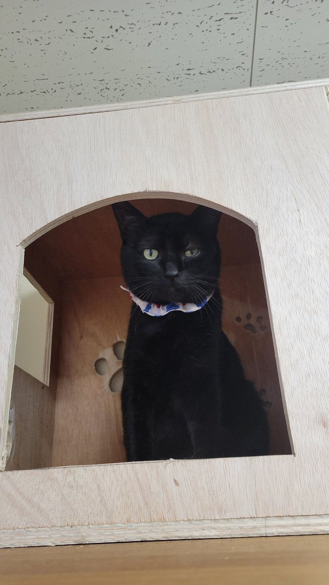 シェルター猫さんが着けてる首輪
こちらで購入！！
shinrasyuge.base.shop
いろんな種類があって選び放題❤

#石川県  #猫  #保護猫 
#こねこサポーター