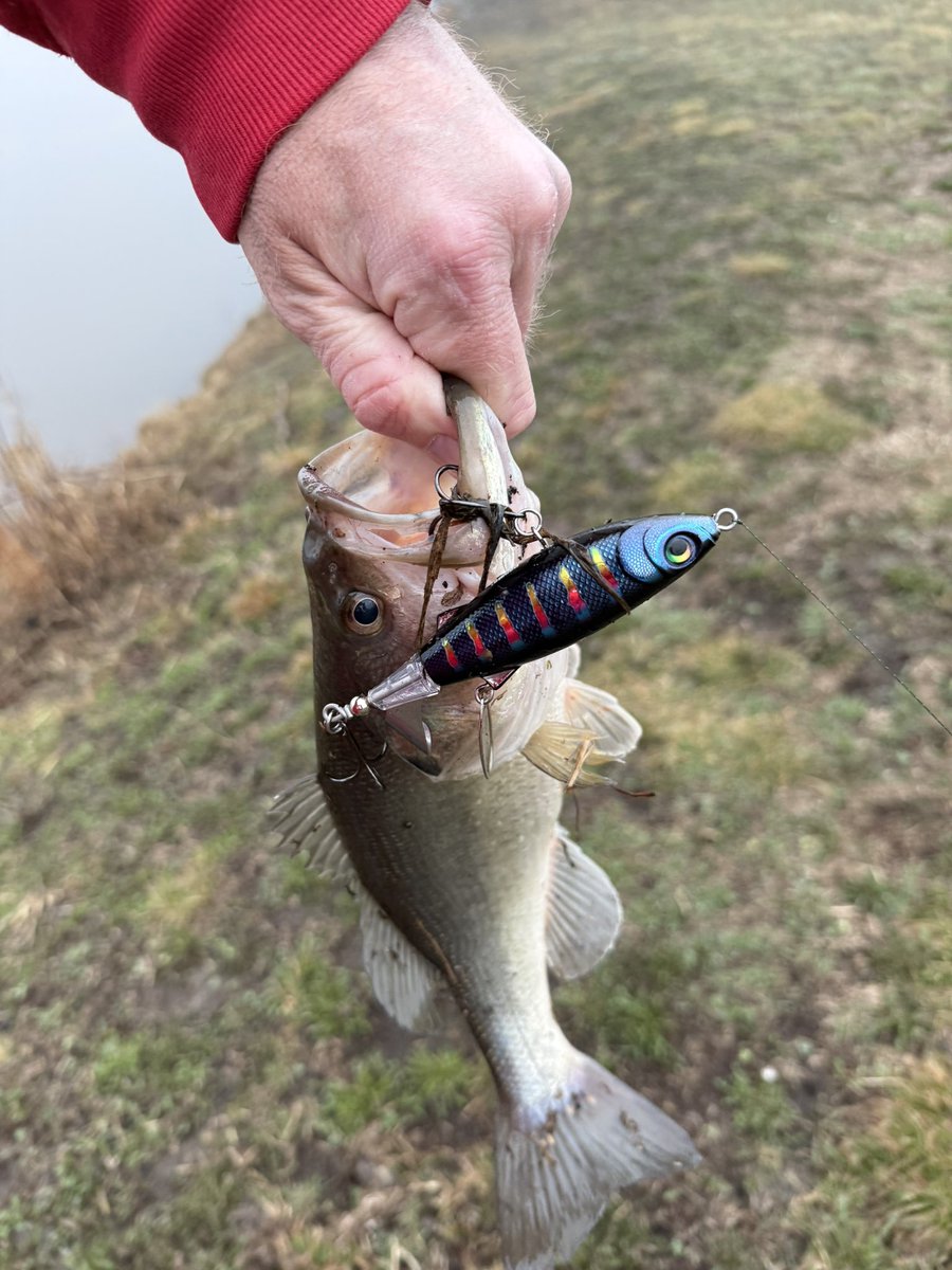 Blue Heron Bass Fishing tweet media