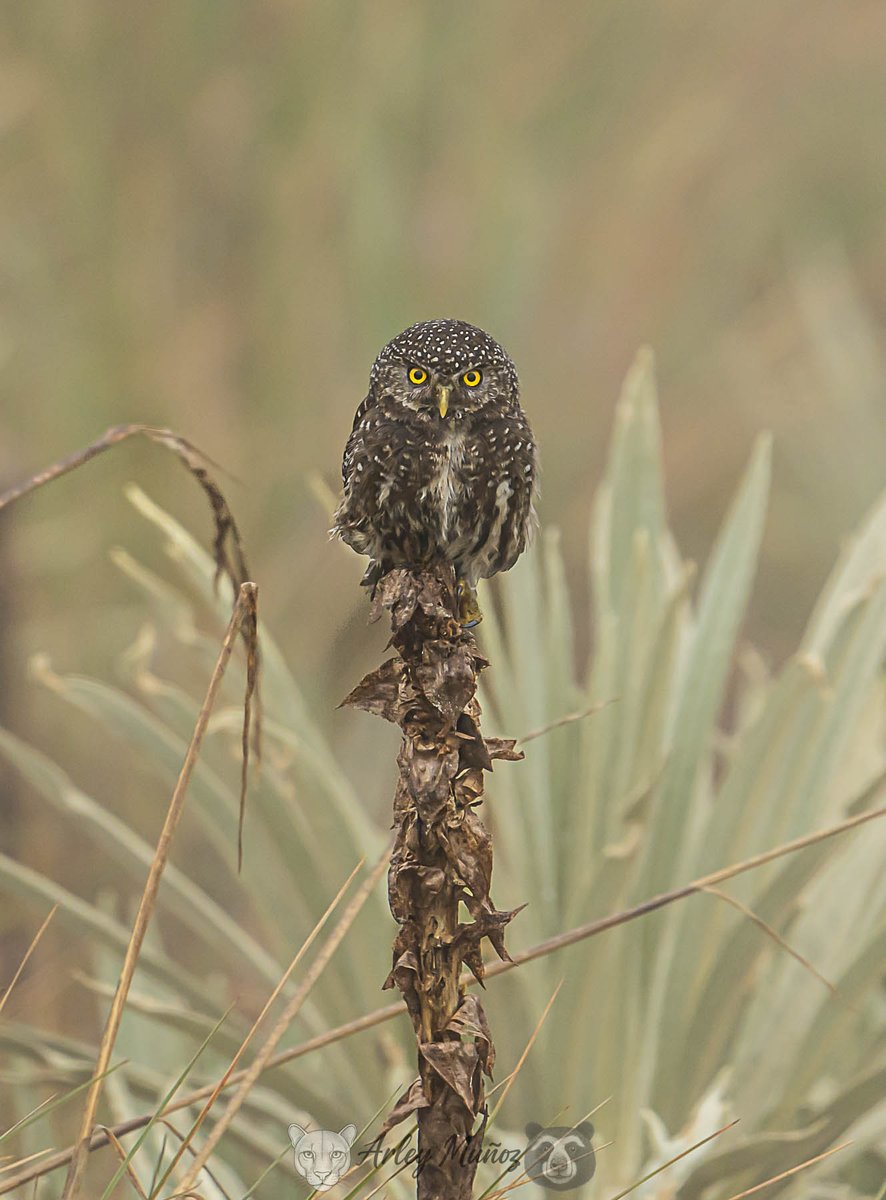 Glaucidium jardinii