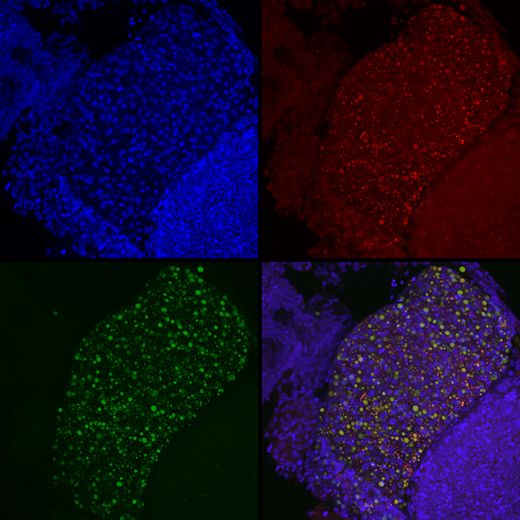 DMM Journal tweet media