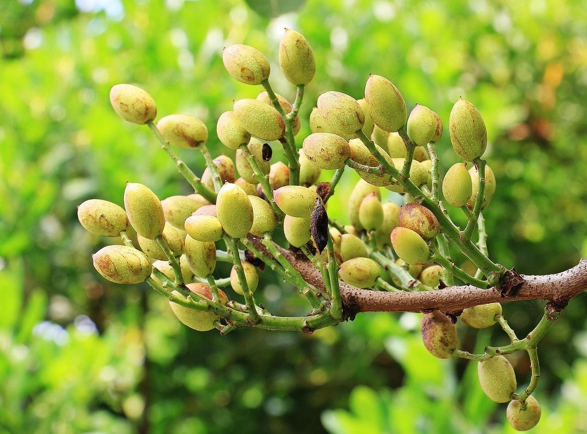 Jhortscib's tweet image. #OpenAccess - Stomatal response and intrinsic #water use efficiency of three #pistachio cultivars grown in Central #Spain: a relevant criterion for plant selection.
To read this article in JHSB 101:2, visit: doi.org/10.1080/146203…

#stomata #WUE #Pistacia