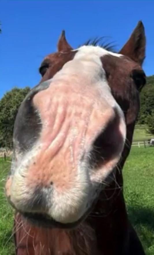 ricefrie tweet media