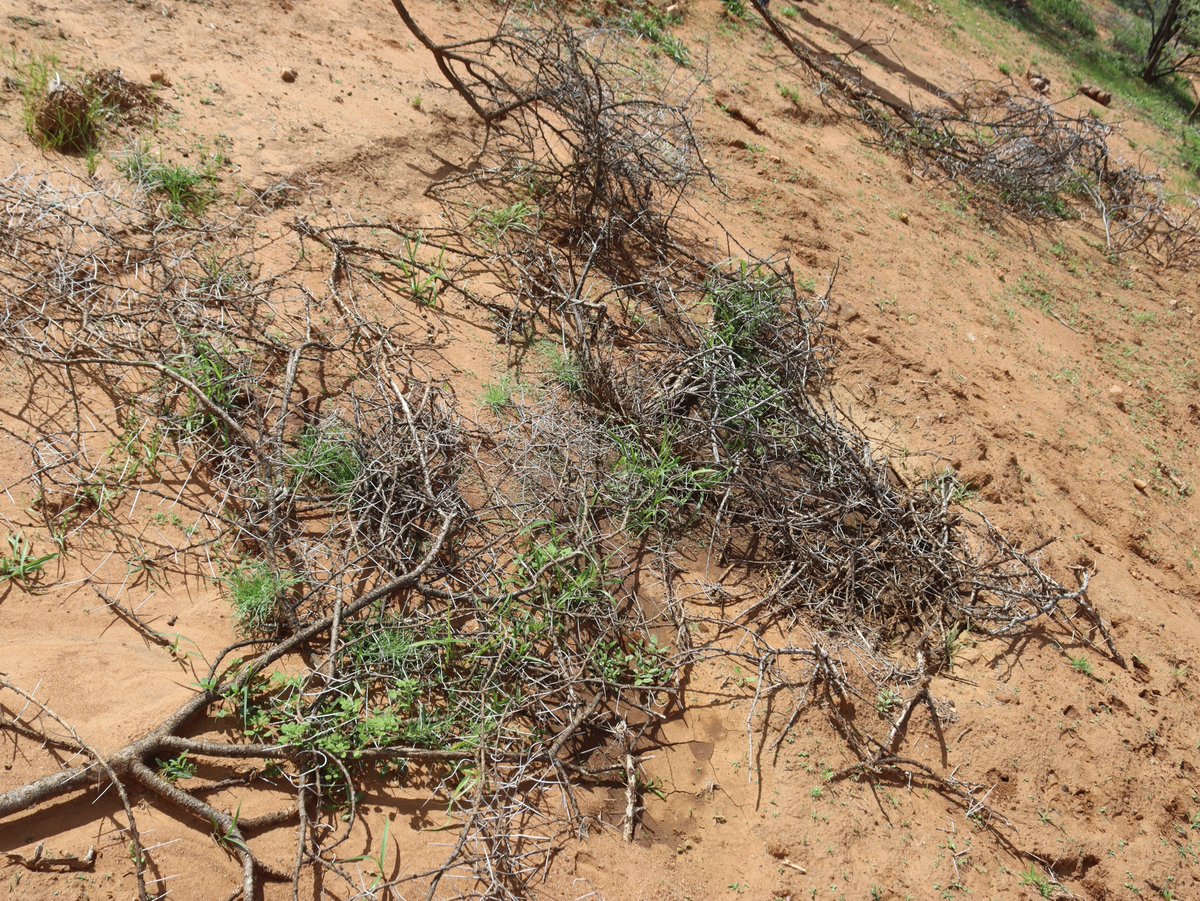 Laikipia Conservancies Association tweet media