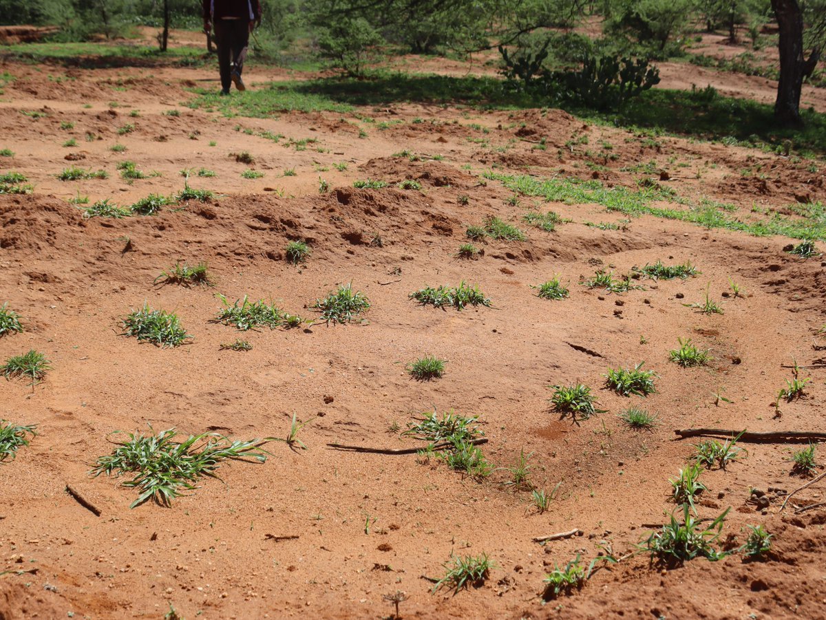 Laikipia Conservancies Association tweet media