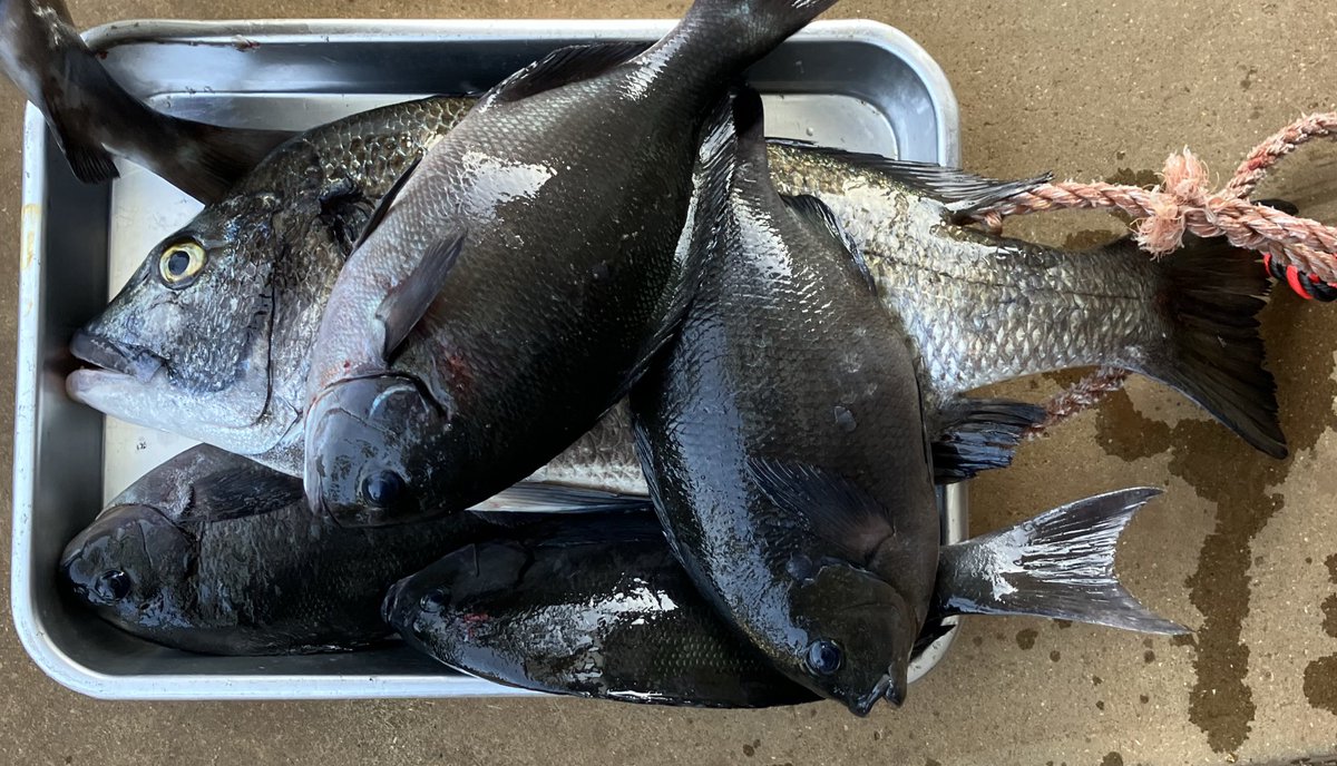 クロとチヌの刺身と漬けと塩焼き美味しかった😋