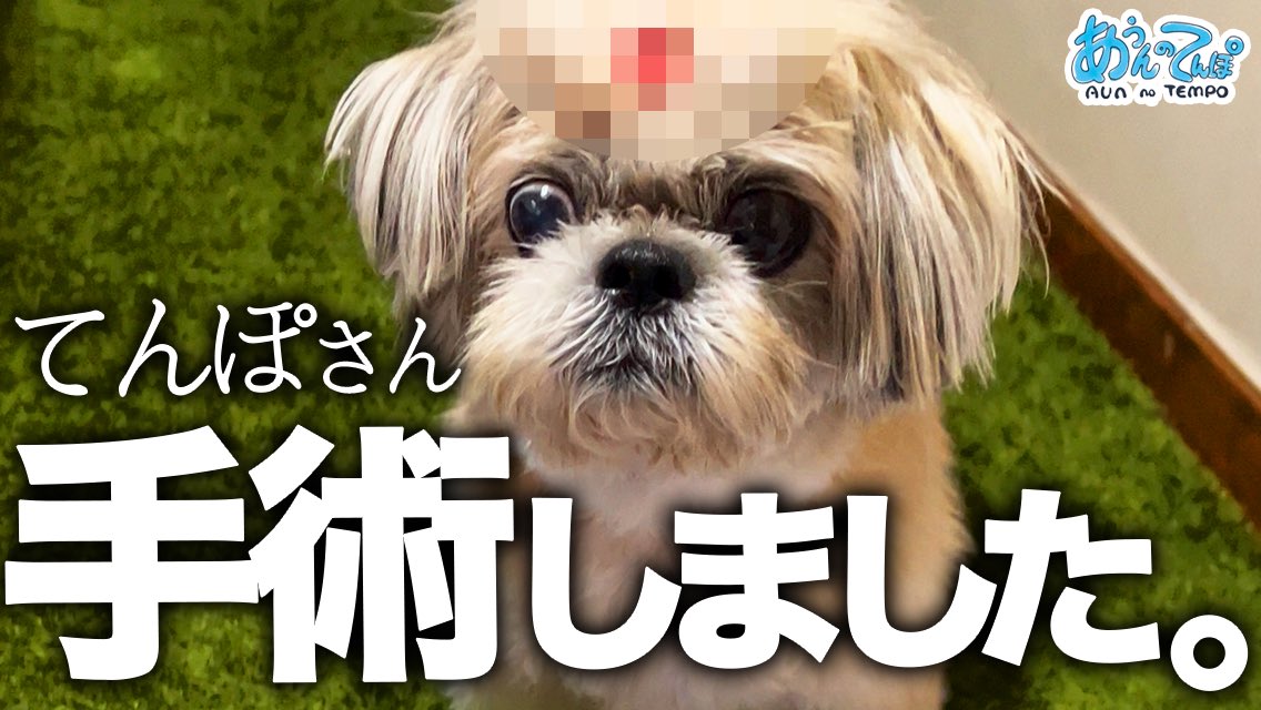 痛々しく見える箇所もありますが、ようやく…ようやく手術できました！
是非観てやってください。

てんぽさん、手術しました。2026 

👉youtu.be/hx1kifnzTN4?si… <a href="/YouTube/">YouTube</a>より

#シーズー #犬 #あうんのてんぽ