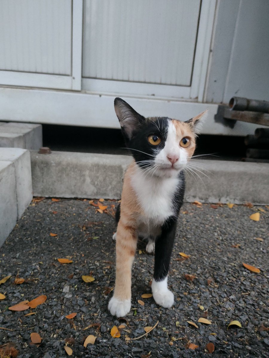 ไม่ควรมีแมวตัวไหนบนโลกใบนี้ต้องมาเป็นแมวจร tweet media