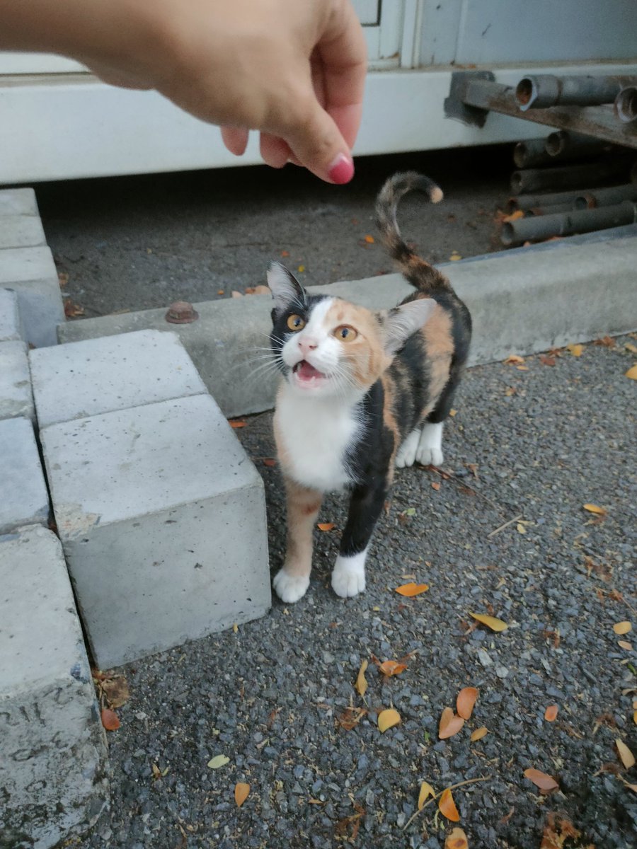 ไม่ควรมีแมวตัวไหนบนโลกใบนี้ต้องมาเป็นแมวจร tweet media