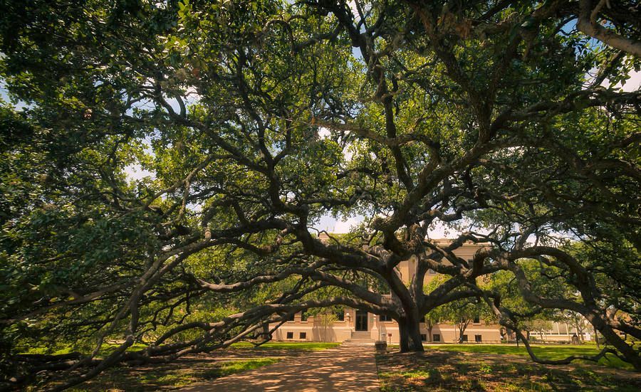 joancarroll's tweet photo. Century Tree https://t.co/KoubfZzDkv #tree #century #trees #bigtree #Travel #travelphotography #giftideas #texas @joancarroll https://t.co/eCo2ZQyJXt