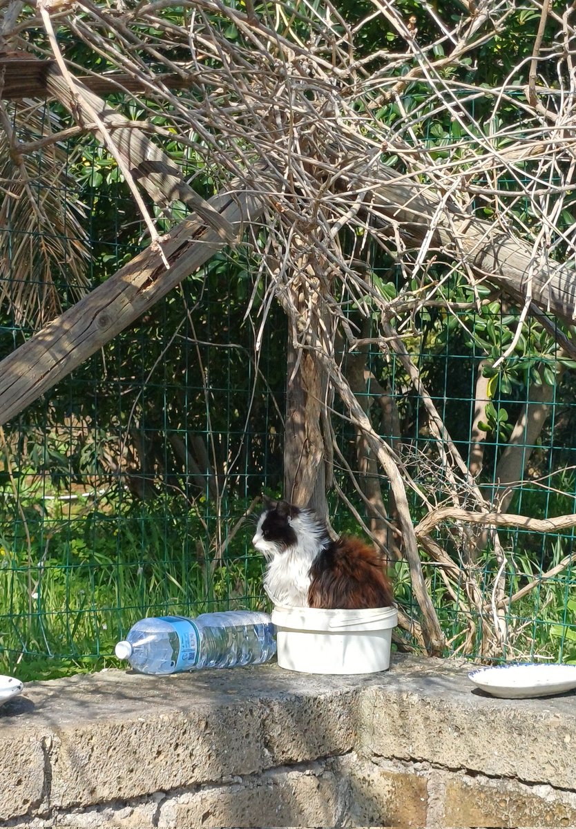 Carob Mill tweet media