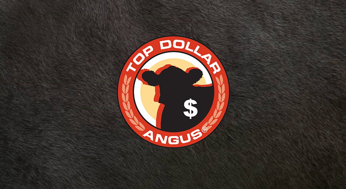 topdollarangus's tweet photo. Last post: 2021. A lot has changed in the cattle market since then. Cow-calf guys are leaving money on the table and feeders are paying premiums for calves that prove it on paper. Exactly what we do. Good to be back.
#BeefCattle #FeederCattle #CattleGenetics #TopDollarAngus https://t.co/hrfSiDrBOH
