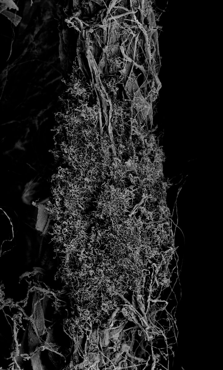 kikoh_matsuura's tweet photo. 'Withered Plant'
Scanning Electron Microscope
No.764
Image width: 0.3mm
Archived DOI: 10.5281/zenodo.18932572
#kikohmatsuura
#witheredplant
#scanningelectronmicroscopy
#sciart https://t.co/LGZmzGipDt