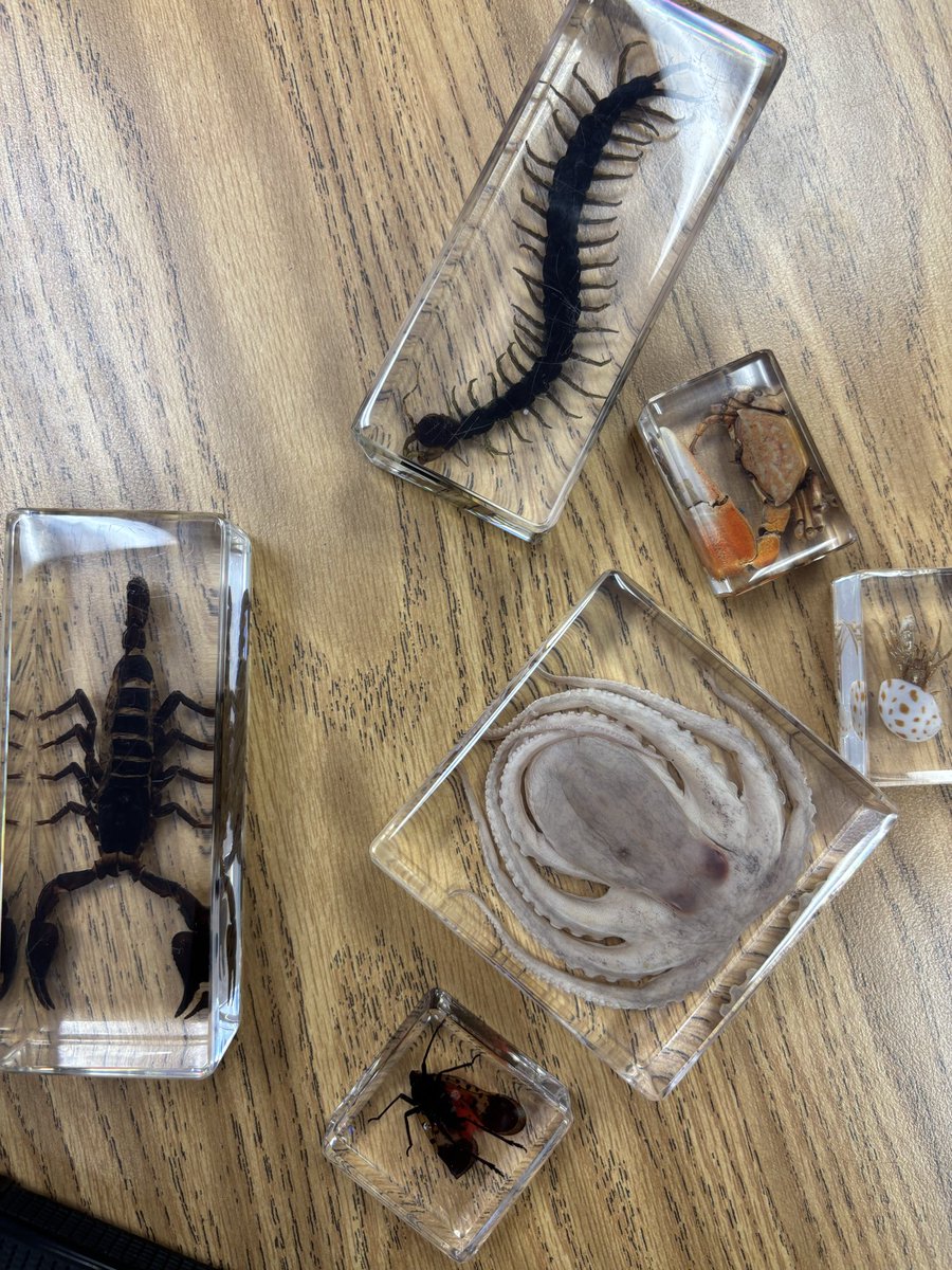 DR. KENYA GREER tweet media