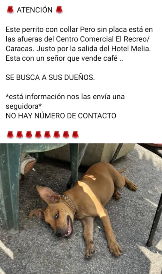 #Caracas
#SabanaGrande

Este perrito está justo a la salida del Centro Comercial El Recreo x la salida del Meliá
Tiene collar sin placa🐶🤍
No hay número de contacto.
Favor difundir🙏🏼
Gracias🫂🇻🇪🤗