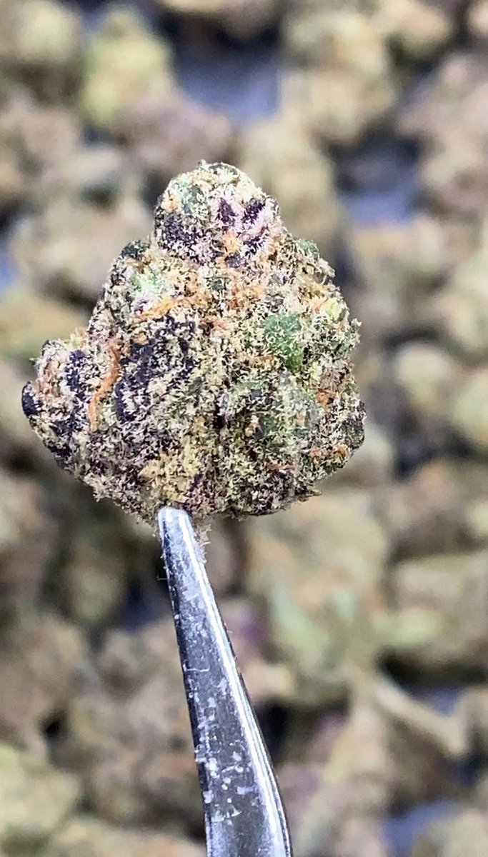 TopBuz89217's tweet photo. Grape Stomper 🍇🚀
Indica60% Sativa40%
THC ≈ 25%
Flavors : 🍇 Grape · 🍬 Sweet · 🌿 Herbal · 🌱 Earthy
Contact Line➡️ https://t.co/GkwiDZrYNS
#กัญชา #weed #กัญชากรุงเทพ #OG #สายเขียว #cannabis #กัญชาส่งGrab https://t.co/JvVNSU0VHG
