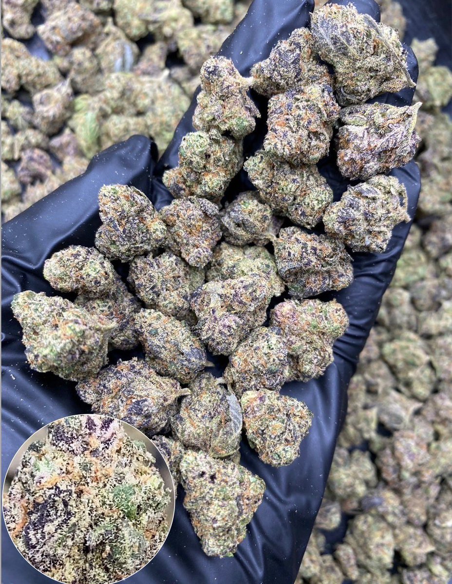 TopBuz89217's tweet photo. Grape Stomper 🍇🚀
Indica60% Sativa40%
THC ≈ 25%
Flavors : 🍇 Grape · 🍬 Sweet · 🌿 Herbal · 🌱 Earthy
Contact Line➡️ https://t.co/GkwiDZrYNS
#กัญชา #weed #กัญชากรุงเทพ #OG #สายเขียว #cannabis #กัญชาส่งGrab https://t.co/JvVNSU0VHG