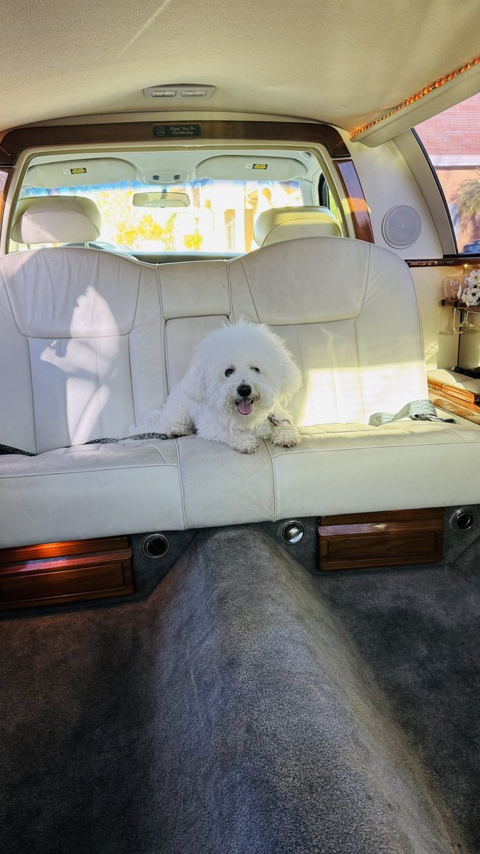 AdrianRavenwood's tweet photo. My Dog has a rough life! #BichonFrise #LimoLife #Limousine #Doggie #RomeoTheDog https://t.co/N8vFq2ZKxn