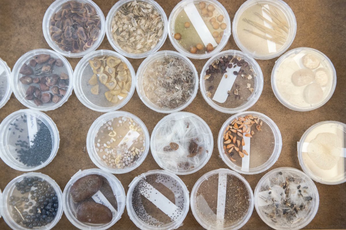 ISTA - International Seed Testing Association tweet media