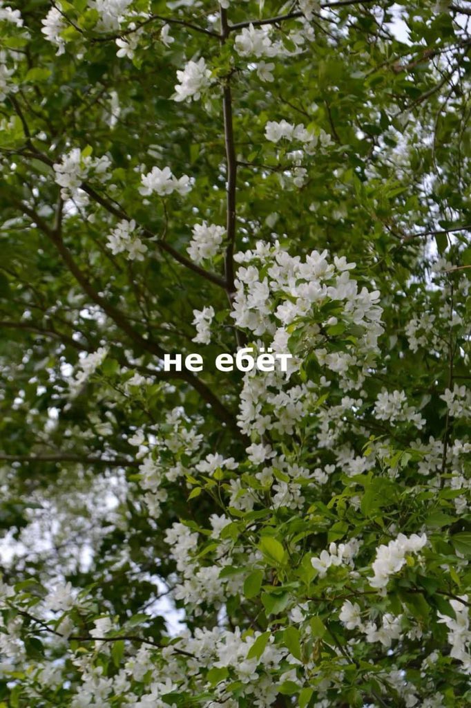 Выгораня tweet media