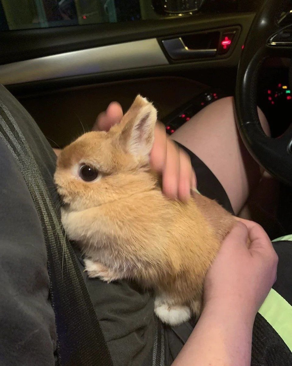 Why you should have a rabbit tweet media