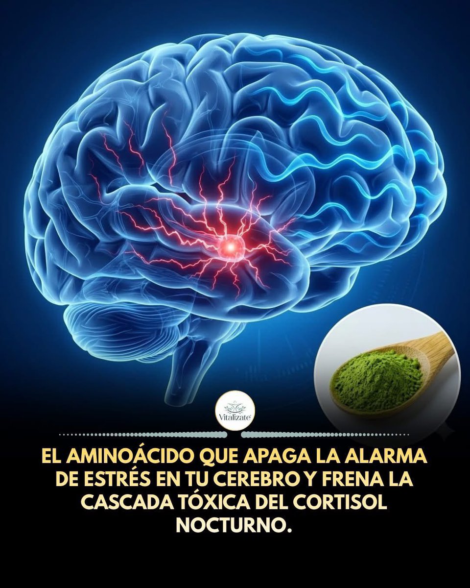musicandsoularg's tweet photo. Si tu mente no se apaga cuando tu cabeza toca la almohada, tu cerebro está sufriendo de neurotoxicidad por estrés.

Sentirse "cansado pero acelerado" no es un rasgo de tu personalidad, es una disfunción neurológica. 

Cuando pasamos días enteros resolviendo problemas, bajo presión o expuestos a luz azul, nuestra amígdala (el centro del miedo en el cerebro) queda atrapada en un ciclo de sobremarcha. 

Esto inunda el cerebro de cortisol y glutamato, un neurotransmisor excitatorio que, en exceso, literalmente quema las conexiones neuronales y te impide alcanzar el sueño profundo y reparador.

Para contrarrestar este daño invisible, la neurociencia ha validado los efectos de la L-Teanina, un aminoácido único que se encuentra predominantemente en las hojas de té verde y matcha.

Lo que hace a la L-Teanina tan especial es su arquitectura molecular: es capaz de cruzar la barrera hematoencefálica en menos de 30 minutos. 

Una vez dentro del cerebro, realiza dos acciones maestras. Primero, bloquea los receptores del glutamato, apagando de golpe la "alarma" de ansiedad y deteniendo los pensamientos acelerados. 

Segundo, estimula directamente la producción de ondas cerebrales Alfa (asociadas con un estado de relajación profunda y enfoque creativo) y eleva los niveles de GABA, el neurotransmisor de la calma.

Es uno de los pocos compuestos en la naturaleza que logra relajar profundamente el sistema nervioso central sin causar somnolencia, permitiendo que el cerebro se repare del daño del cortisol y prepare al cuerpo para un descanso biológicamente restaurador.

Fuente Científica: Nutrients. PMID: 31623400.