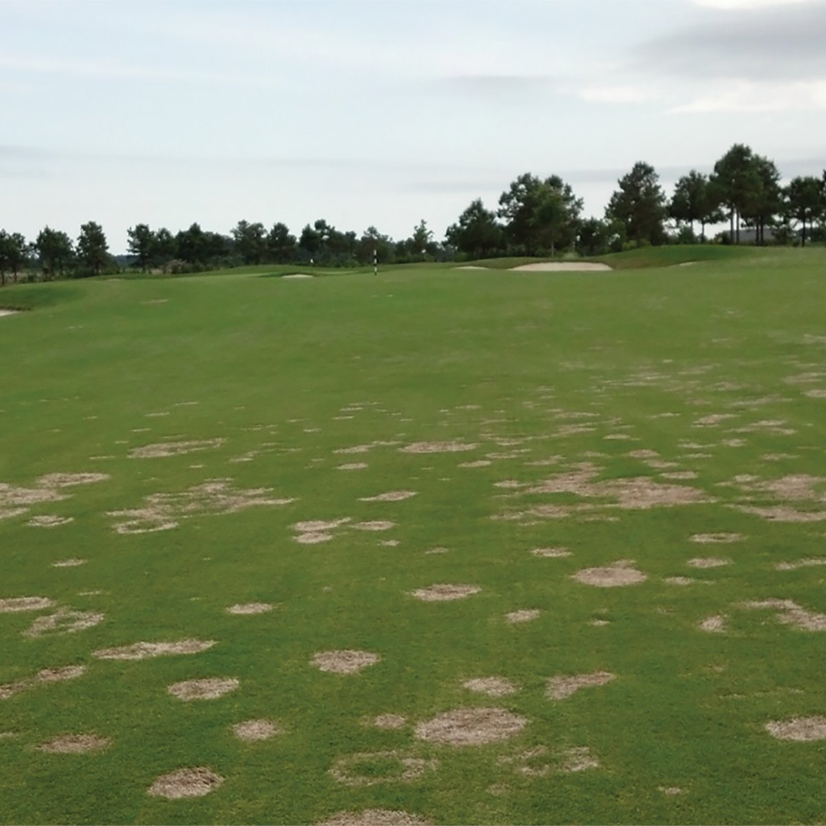 THE TURF ZONE tweet media